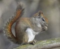 Red Squirrel eating on a tree branch in the forest Royalty Free Stock Photo