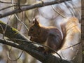 The red squirrel eats a nut.