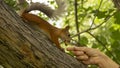 Red squirrel eats nuts from a person`s hands.