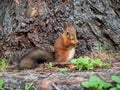 The red squirrel eats seeds. Royalty Free Stock Photo