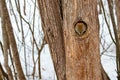 Red squirrel emerges from hole in hollow tree Royalty Free Stock Photo