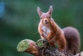 Red Squirrel in English forest