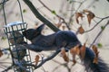 Red squirrel or Eurasian red squirrel, Sciurus vulgaris, black coat variant. Royalty Free Stock Photo