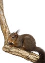 Red squirrel or Eurasian red squirrel, Sciurus vulgaris Royalty Free Stock Photo