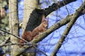 Eurasian red squirrel Sciurus vulgaris in a tree Royalty Free Stock Photo