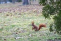 Red squirrel or Eurasian red squirrel Sciurus vulgaris Royalty Free Stock Photo