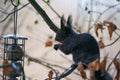 Red squirrel or Eurasian red squirrel, Sciurus vulgaris, black coat variant is sitting on tree branch. Royalty Free Stock Photo