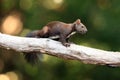 The red squirrel or Eurasian red squirrel Sciurus vulgaris on the branch. Squirrel in the woods on a green background Royalty Free Stock Photo