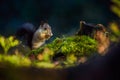 Red squirrel or Eurasian red squirrel Sciurus vulgaris, eating a walnut in the dark forrest. Royalty Free Stock Photo