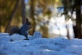 The red squirrel or Eurasian red squirrel Sciurus vulgaris sitting on the snow. Squirrel on the ground in the Nordic forest.