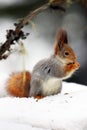 The red squirrel or Eurasian red squirrel Sciurus vulgaris sitting on the snow. European squirrel  in the Scandinavian taiga and Royalty Free Stock Photo