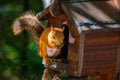 The red squirrel Royalty Free Stock Photo