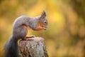 Red squirrel in fall Royalty Free Stock Photo