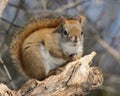 Red Squirrel with Fauxhawk