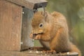 Red squirrel feeding on feeder eating seeds with winter ear tufts Royalty Free Stock Photo