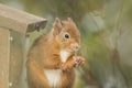 Red squirrel feeding on feeder Royalty Free Stock Photo