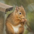 Red squirrel feeding on feeder Royalty Free Stock Photo