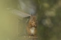 Red squirrel feeding on feeder Royalty Free Stock Photo