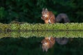 Red squirrel feeding with reflection in water Royalty Free Stock Photo