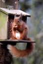 Red Squirrel Feeding
