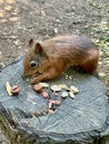 Red squirrel feeding on nuts Royalty Free Stock Photo