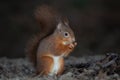 red squirrel feeding portrait close up Royalty Free Stock Photo