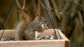 Red Squirrel Feeding Royalty Free Stock Photo