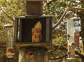 Red squirrel at Feeding Station Royalty Free Stock Photo