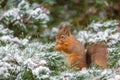 Red squirrel feeding in Winter Royalty Free Stock Photo