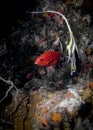 Red Squirrel fish and Moorish Idol fish in the underwater cave in the Indian ocean Royalty Free Stock Photo
