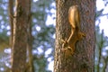 Squirrel descends down the trunk of a pine tree