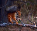 Squirrel eating pine cone on a tree in autumn forest Royalty Free Stock Photo