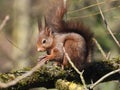 Red squirrel, with a fluffy tail, holding a nut, on a tree trunk covered by moss, on a sunny day Royalty Free Stock Photo