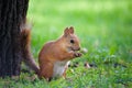 A squirrel is sitting on the green grass near a tree. Royalty Free Stock Photo