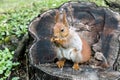 Red squirrel with fluffy tail sitting on tree stump and eating n Royalty Free Stock Photo