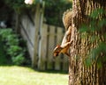 Red squirrel foraging Royalty Free Stock Photo