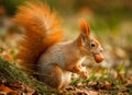 Red squirrel foraging for hazelnuts Royalty Free Stock Photo