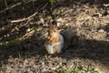 Red squirrel in the forest Royalty Free Stock Photo