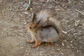 Red squirrel in the forest Royalty Free Stock Photo