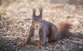 Red squirrel in the forest Royalty Free Stock Photo