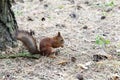 Red squirrel . forest Royalty Free Stock Photo