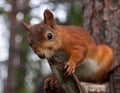 Red squirrel in the forest