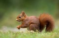 Red Squirrel