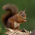 Red Squirrel