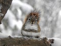 Red Squirrel begging for food during winter snowstorm
