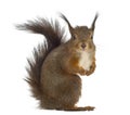 Red squirrel Royalty Free Stock Photo