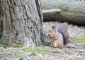 Red Squirrel Gathering Royalty Free Stock Photo