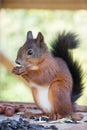 Red Squirrel gnawing nuts Royalty Free Stock Photo