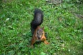 Red squirrel gnaws chestnut sitting on the grass in the park Royalty Free Stock Photo