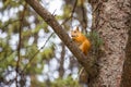 Red squirrel gnaws a nut. Royalty Free Stock Photo